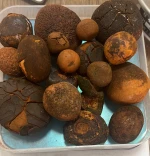 OX Gallstone
