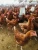Import Chicken Breeds For Sale from South Africa