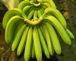 Cavendish G9 Banana