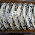 Hardtail Mackerel Premium quality for home consumption
