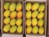 Mangoes