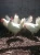 Import Chicken Breeds For Sale from South Africa