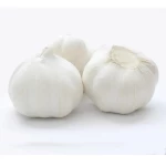 Pure white garlic for export