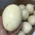Import OSTRICH CHICKS,FERTILE EGGS/QUAILS EGGS/CHICKEN EGGS from South Africa