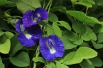 Blue Pea/ Asian Pigeonwings/ Butterfly Pea Plant Seadling Plant