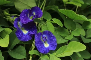 Blue Pea/ Asian Pigeonwings/ Butterfly Pea Plant Seadling Plant