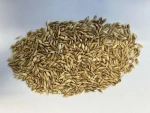 Teff, Barley, Sorghum, and Oats Seeds