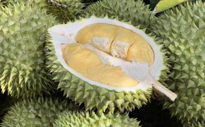 100% Pure Non-GMO Durian Fruit