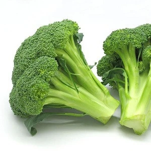 100% Fresh  Wholesale bulk fresh broccoli At Low Price