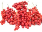 100% Nature Dried Schizandra Fruits