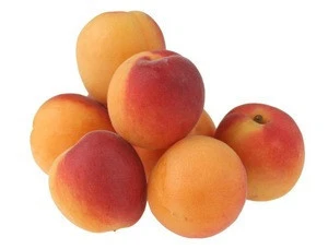 100% Organic South Africa Fresh and Dried Apricots