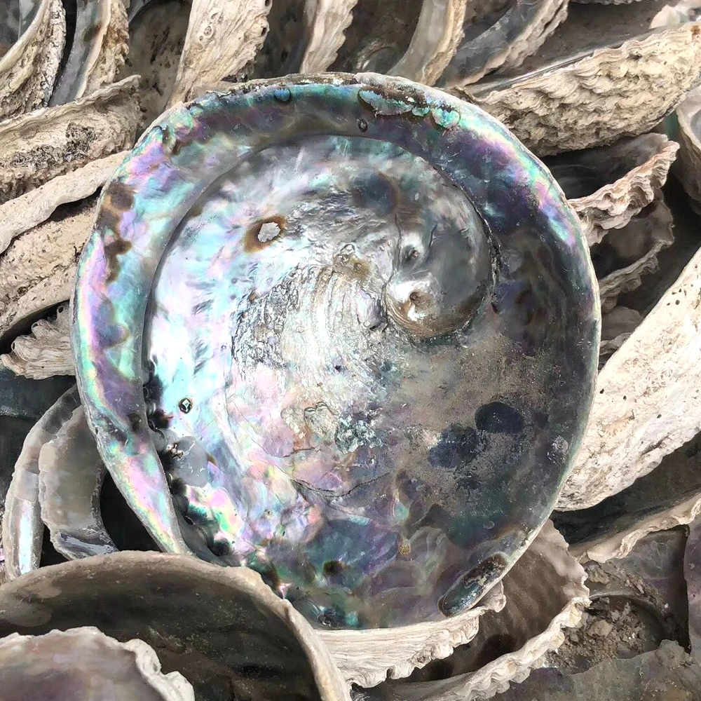 11-13cm Cleared Natural Raw Abalone Shell Paua Seashell For DIY Decoration in stock