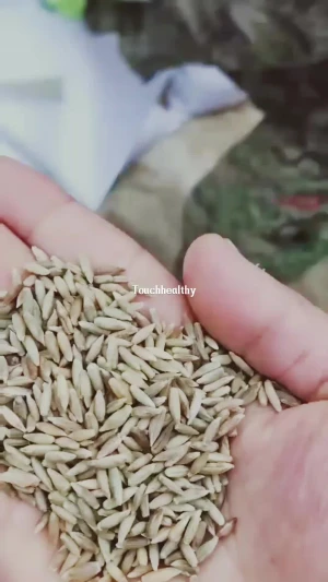 2021 Top quality buckwheat grass seeds forage seeds
