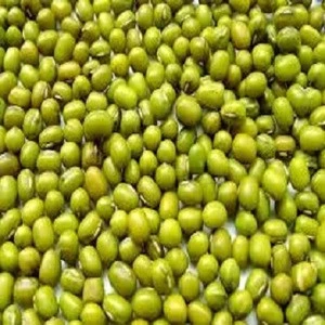 2.6-3.6 mm Sprouting Grade Green Mung Bean For Vietnam Market
