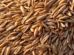 AAA Grade Top Quality Hulled Oats/ Oats Grains With Competitive Price
