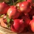 Import Adorable and Good Fresh Pomegranates from South Africa from Austria