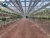 Import Agricultural Single Span Plastic Tunnel Greenhouse from China