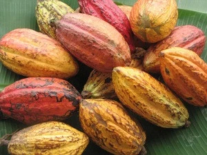 Agriculture Criollo Cacao Beans