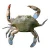 Import Alive Mud Crab - Live Mud Crab - Scylla Serrata - Alive Scylla Serrata - Live from Philippines