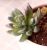 Import Amazon Top Seller 2019 Artificial Succulents Wholesale Mini Potted Plants from China