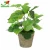 Import Artificial Succulents Pulp basin Plants Potted Small Pot Planter Home Decor Desktop Ornaments from China
