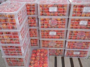 as export oranges Fresh orange fruit green