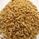 Barley For Sale