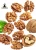 Import Best price WALNUTS IN SHELL (dried chilean walnut in shell) from Peru