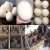 Import Best Quality Ostrich Chicks and Fertile Eggs Ostrich Eggs for Sale from China
