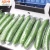 Import Best Sale High Quality Competitive Price Fresh Cucumber/Seasonal cucumber/ Long cucumber from Pakistan