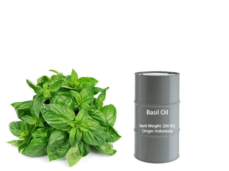 Best Selling 100% Leaves Basil Oil With Immune Support And Mental Stimulant Feature From Indonesia