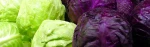 Cabbage White/ Red