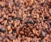Certified Best Wholesale price Cacao Beans