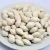 Import Cheap Price Top Quality Premium Ginkgo Nuts from South Africa