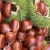 Import chestnuts organic horse chestnut seed from China