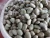 China factory Organic healthy broad bean seed