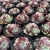 Import China supplier natural succulent plants Nursery direct sales from China