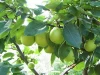 Chinese Fresh Fruit Fresh Dangshan Pear