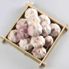 Chinese  fresh purple garlic high quality