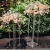 Import Clear acrylic flower stand wedding decoration acrylic table centerpieces from China