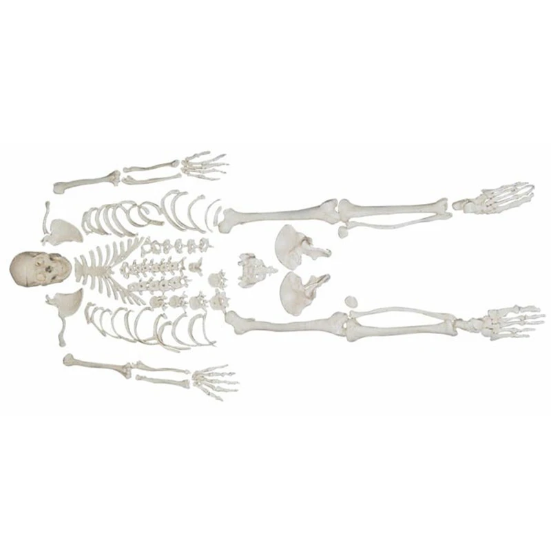 DISARTICULATED WITH SKULL HUMAN  MEDICAL  SKELETON