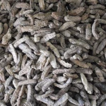 dried Sea Cucumbers