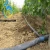 Import Drip Irrigation pipe for agriculture product from China