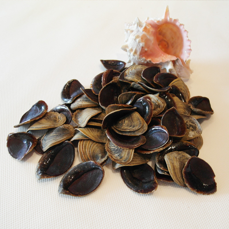 Buy Factory Complete Production Line Special Custom Conch Operculum ...