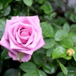 Factory supply long stem fresh roses fresh cut flower
