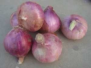 Farm Lowest Price Fresh Red Onion and Yellow Onion 25kg