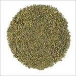 For sale with reasonable price and fast delivery green millet