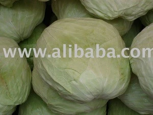 Fresh Cabbage/Celery Cabbage/Chinese Cabbage