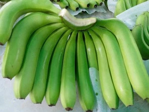 Fresh cavendish Banana/ Baby Banana/ Banana for Sale