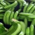 Import Fresh Cavendish Bananas Of Vietnam from Germany